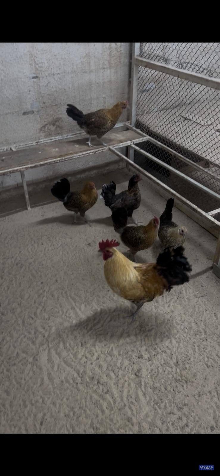 للبيع بيض فيومي اللوان طبق البيض 30 بيضه3