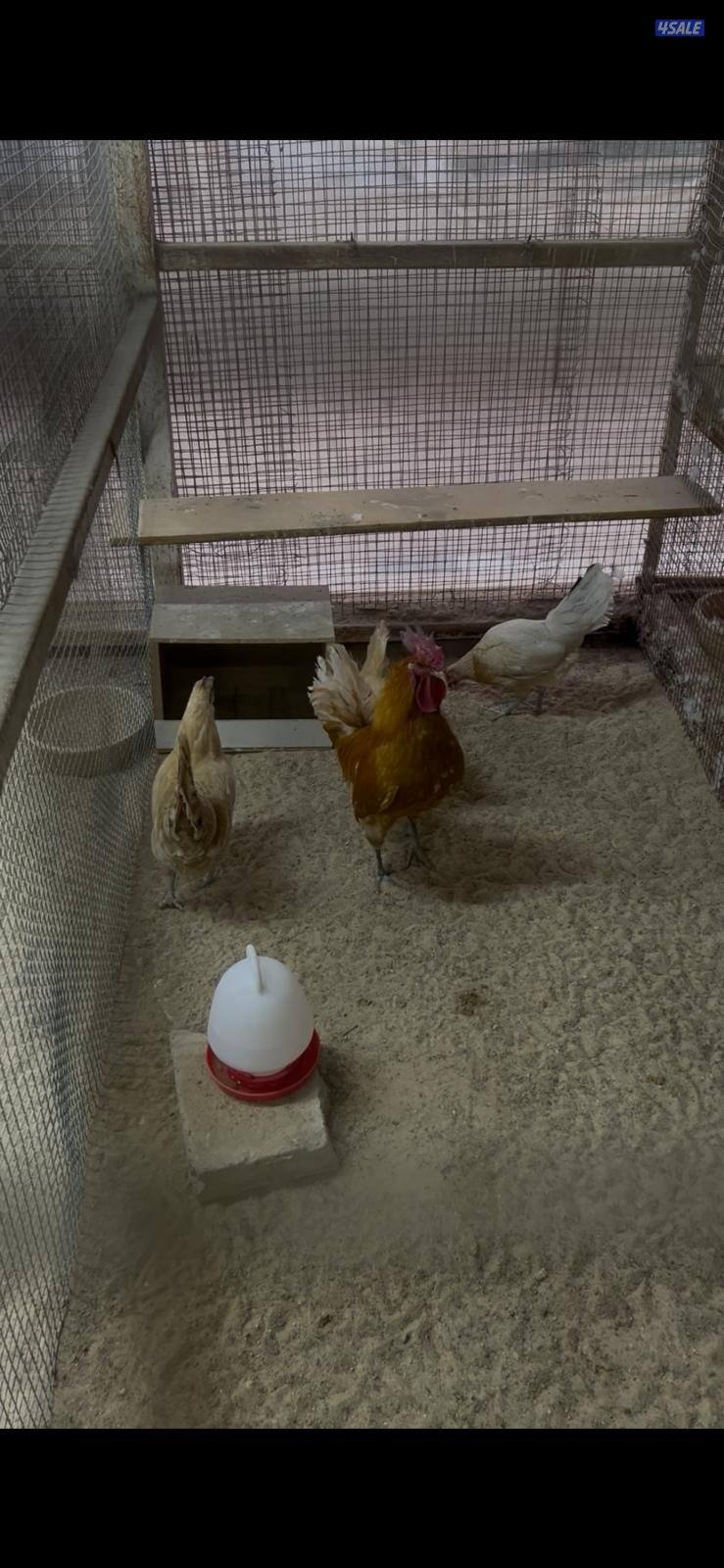 للبيع بيض فيومي اللوان طبق البيض 30 بيضه6