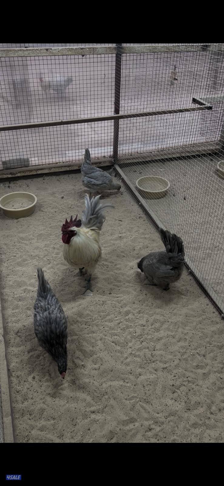 للبيع بيض فيومي اللوان طبق البيض 30 بيضه5