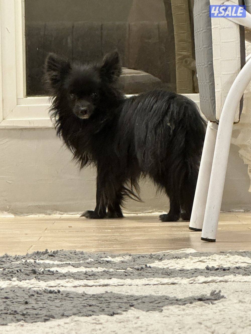 بيعه سريعه يورك شاير و بومرينين4