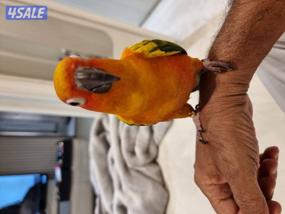 صن كنيور ربوه0