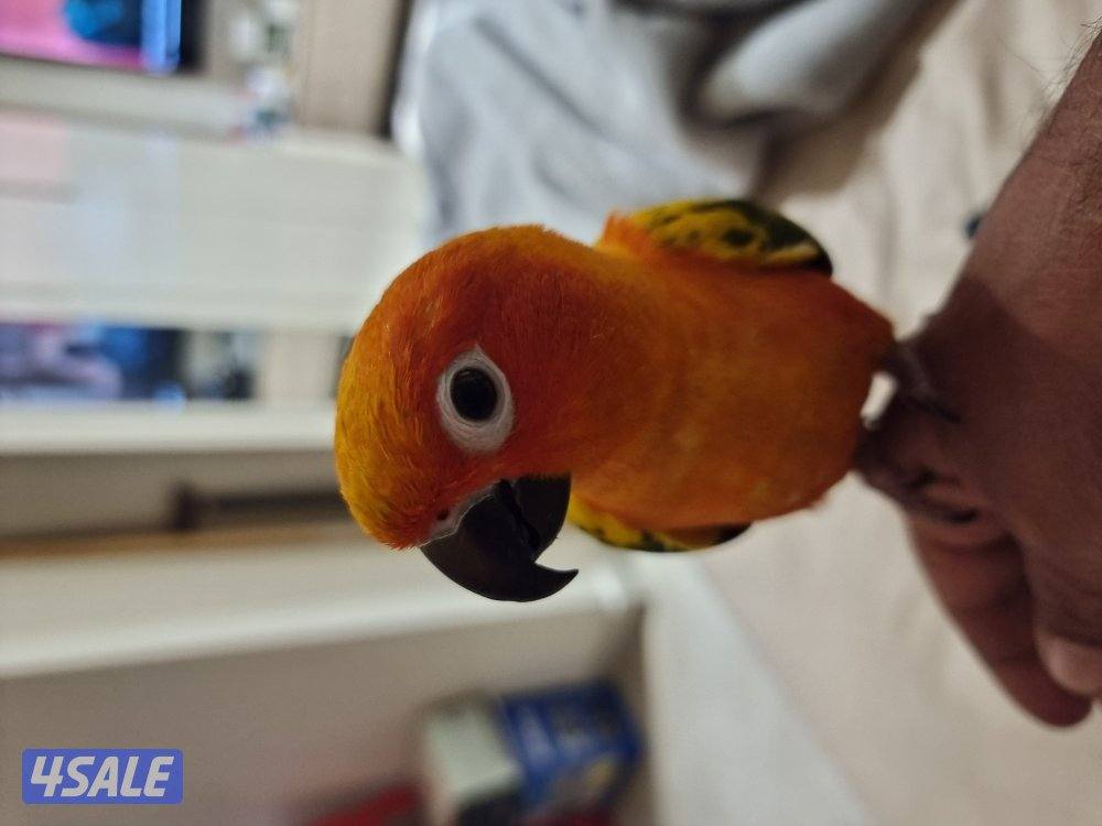 صن كنيور ربوه3