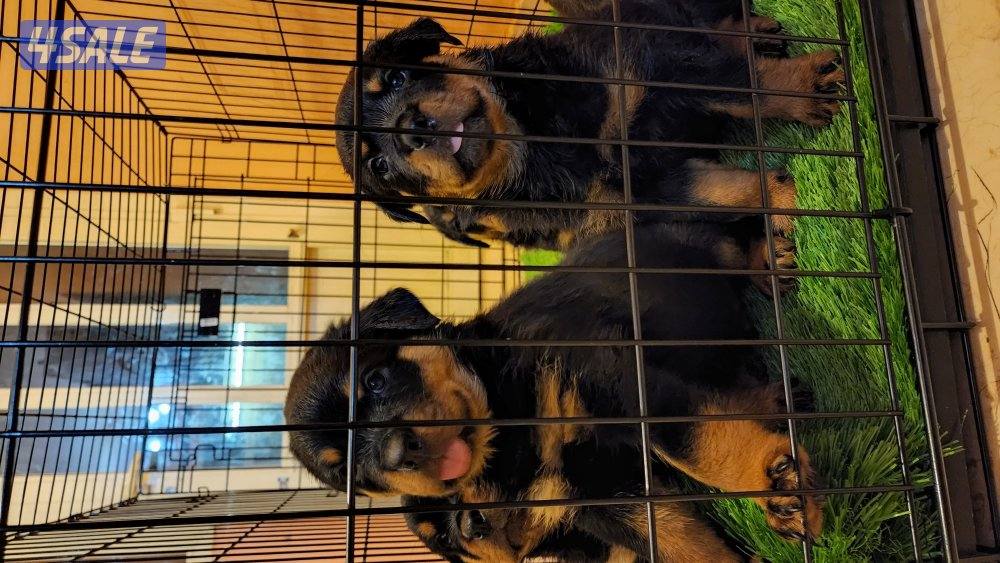 يراوة روت وايلر0