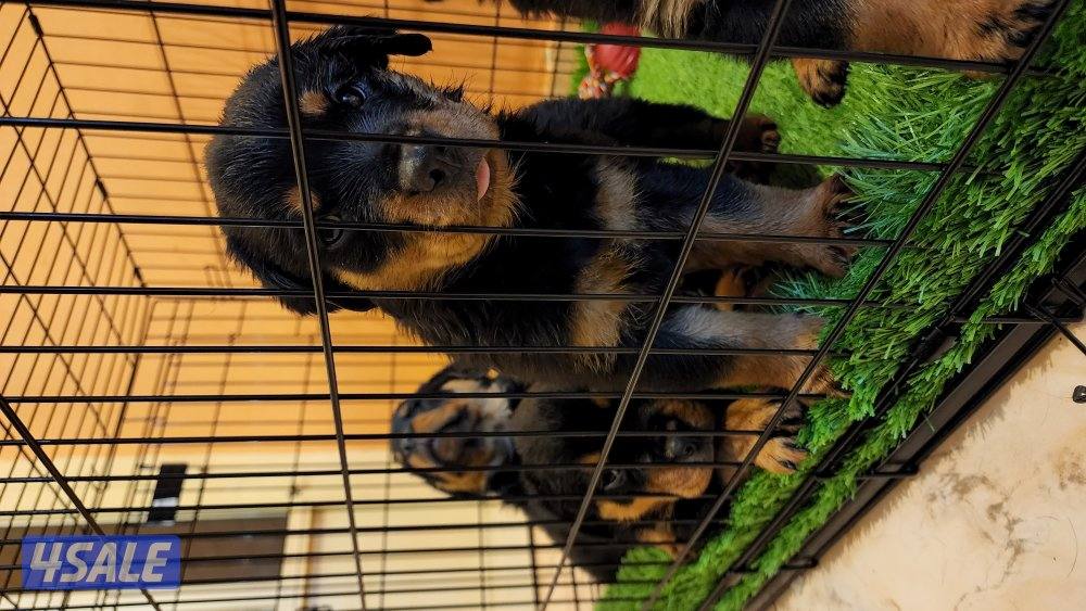 يراوة روت وايلر1