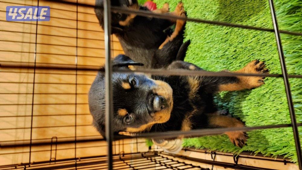 يراوة روت وايلر2