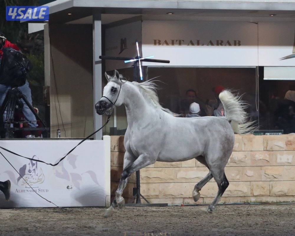 للبيع حصان عربي واهو1