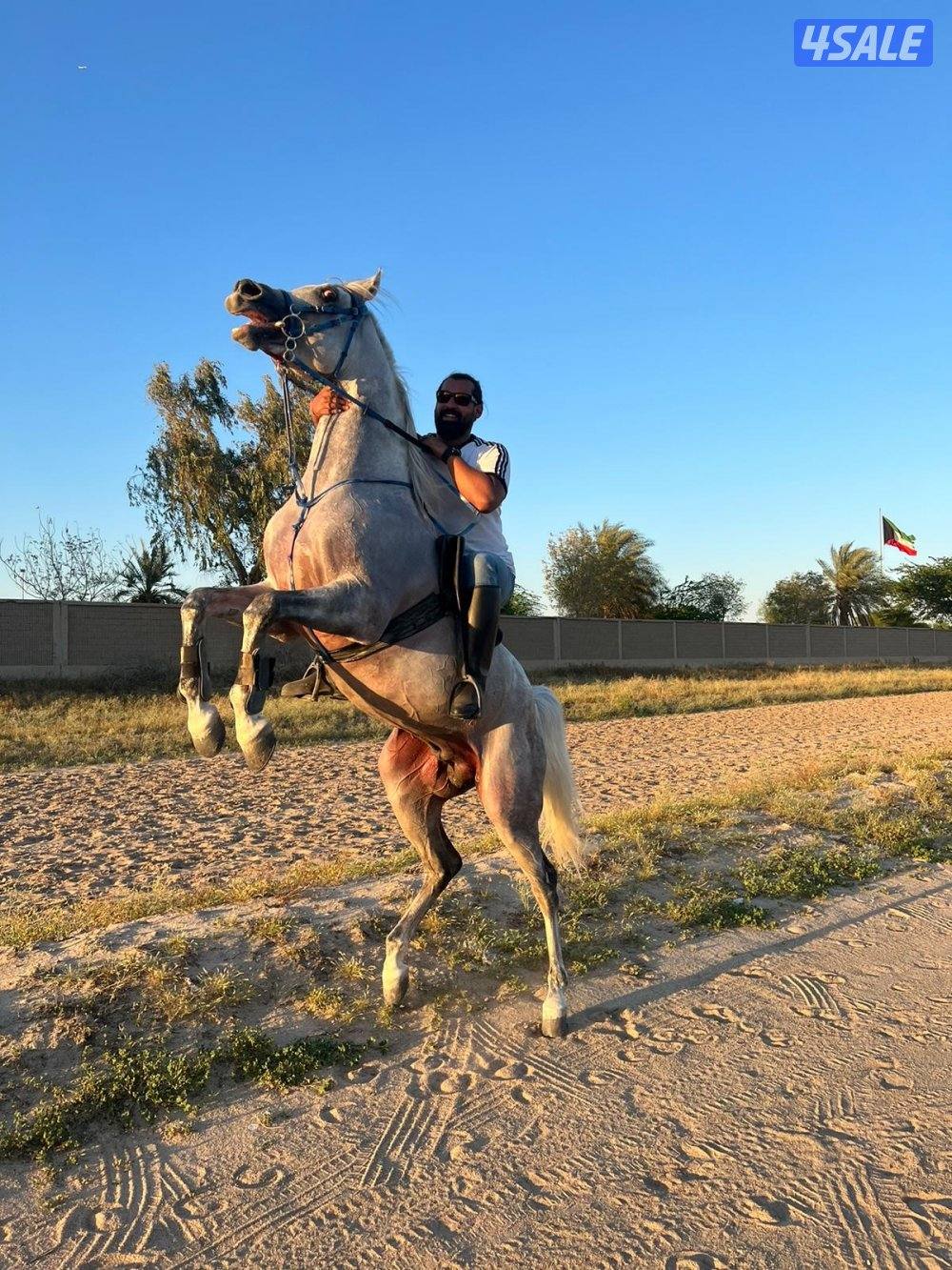 للبيع حصان عربي واهو3