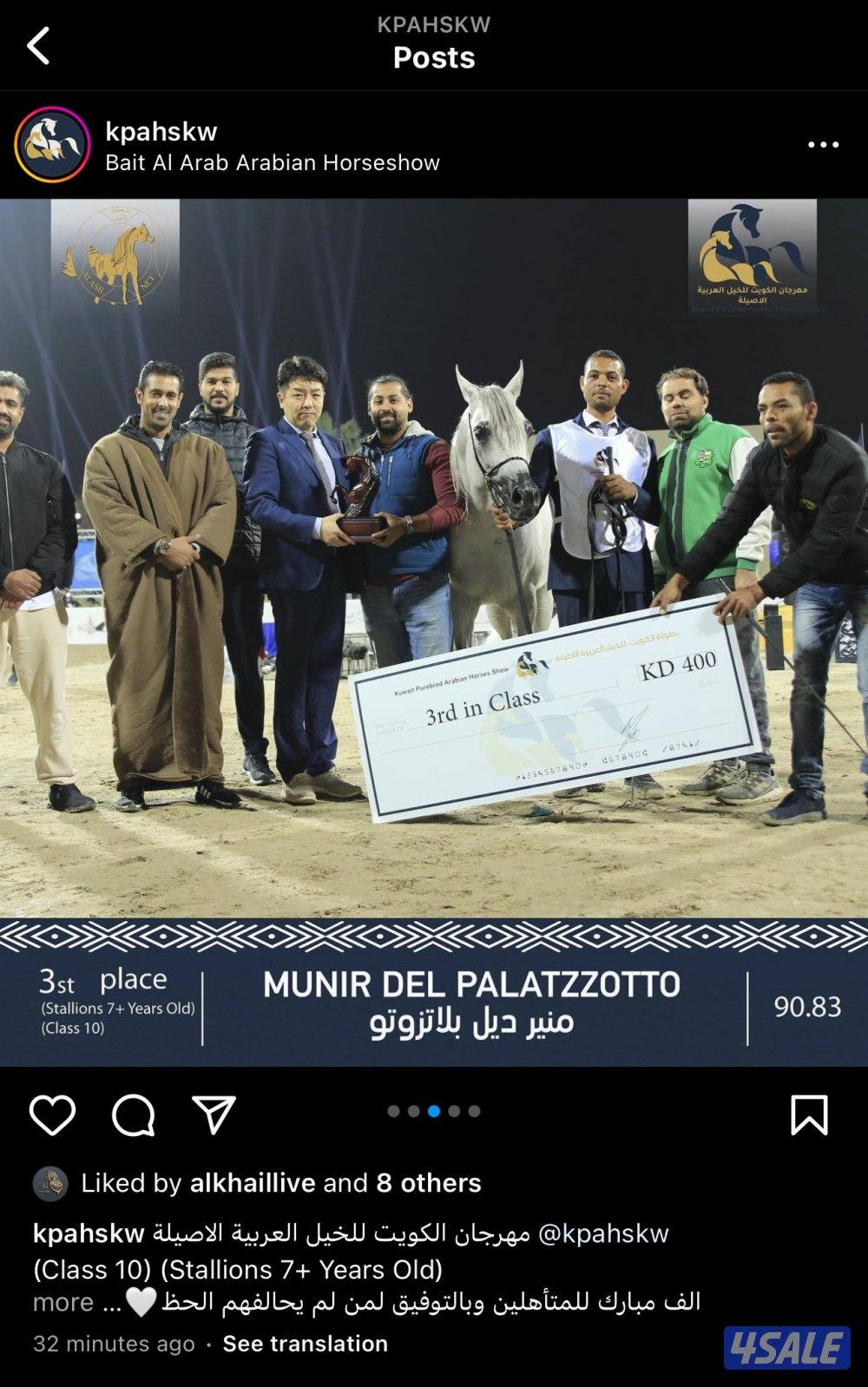 للبيع حصان عربي واهو2