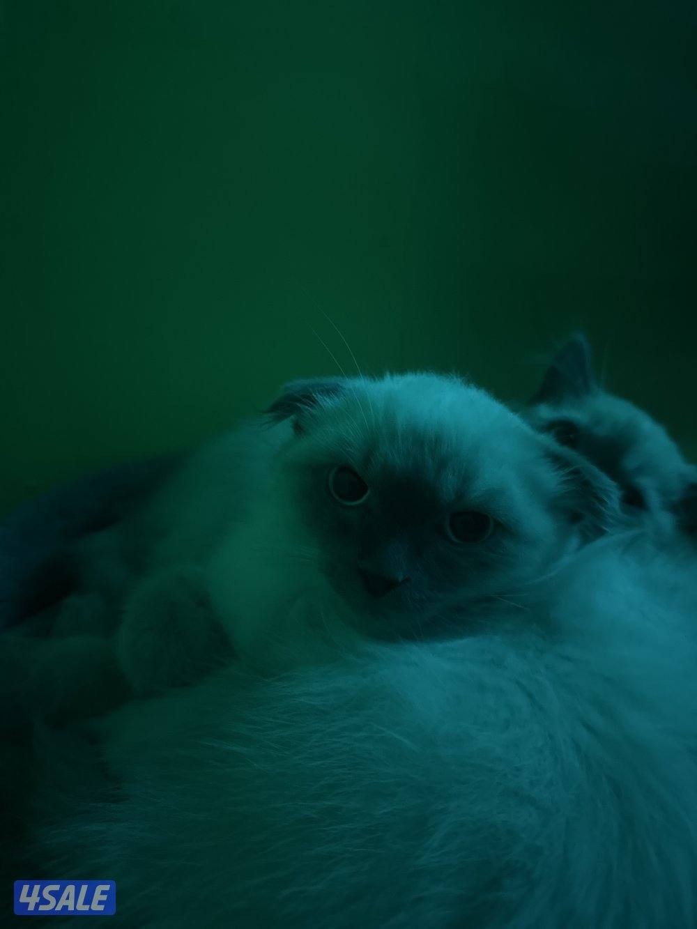 للبيع سيامي سكوتش فقط ثانية مو للبيع0