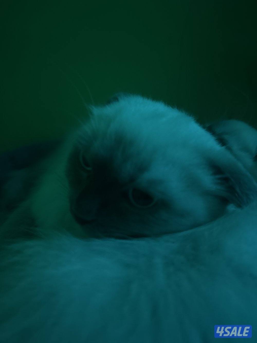 للبيع سيامي سكوتش فقط ثانية مو للبيع1