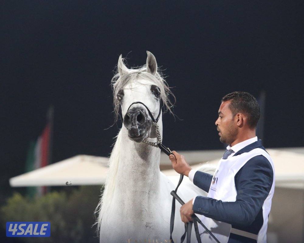 حصان بولش ولد بطل العالم رويال كلرز بدي قري فاخر1