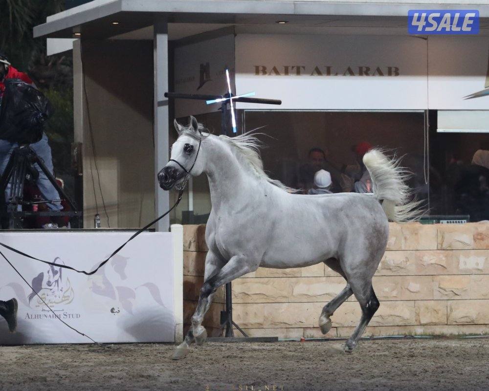 حصان بولش ولد بطل العالم رويال كلرز بدي قري فاخر0