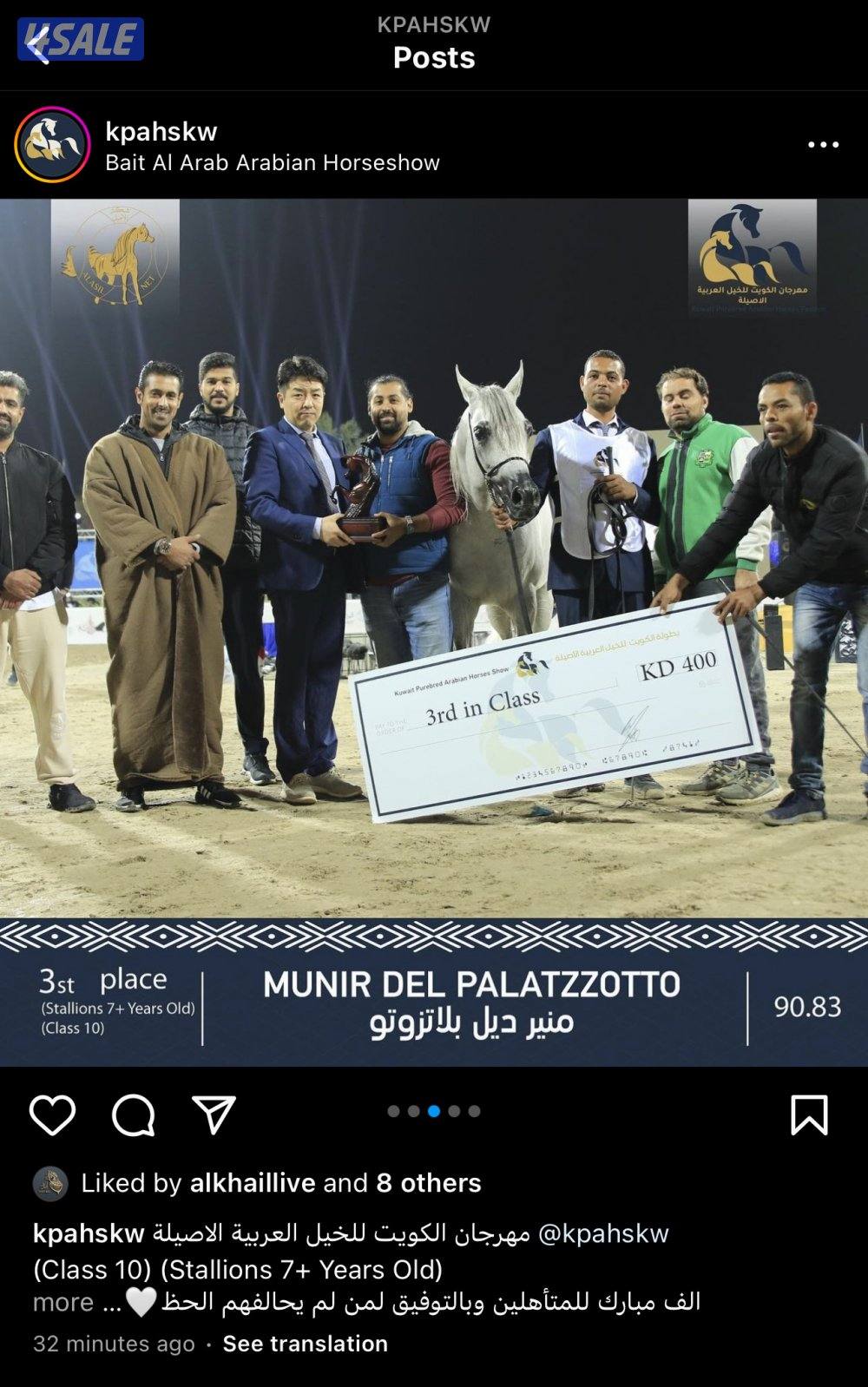 حصان بولش ولد بطل العالم رويال كلرز بدي قري فاخر2