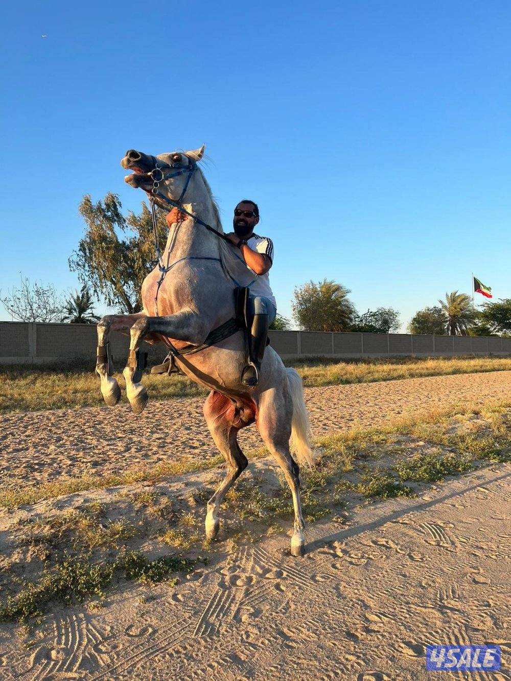 حصان بولش ولد بطل العالم رويال كلرز بدي قري فاخر3