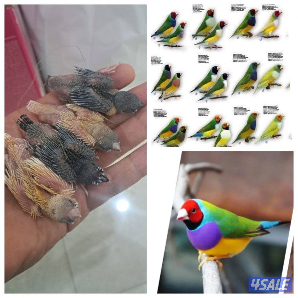 للبيع فروخ قولدن فنش0