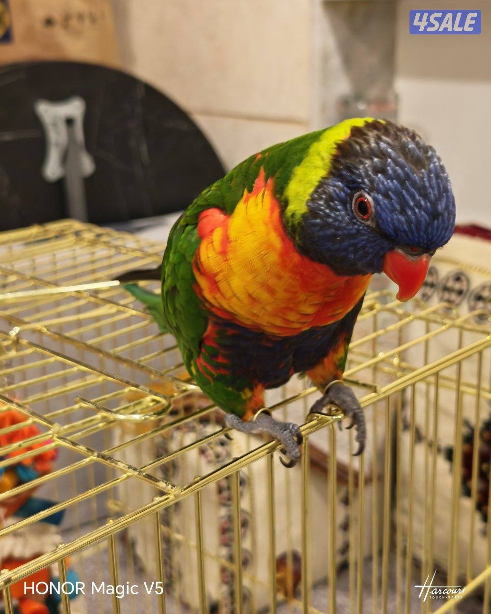 للبيع طير لوري ذكر مواليد 2023 ا0