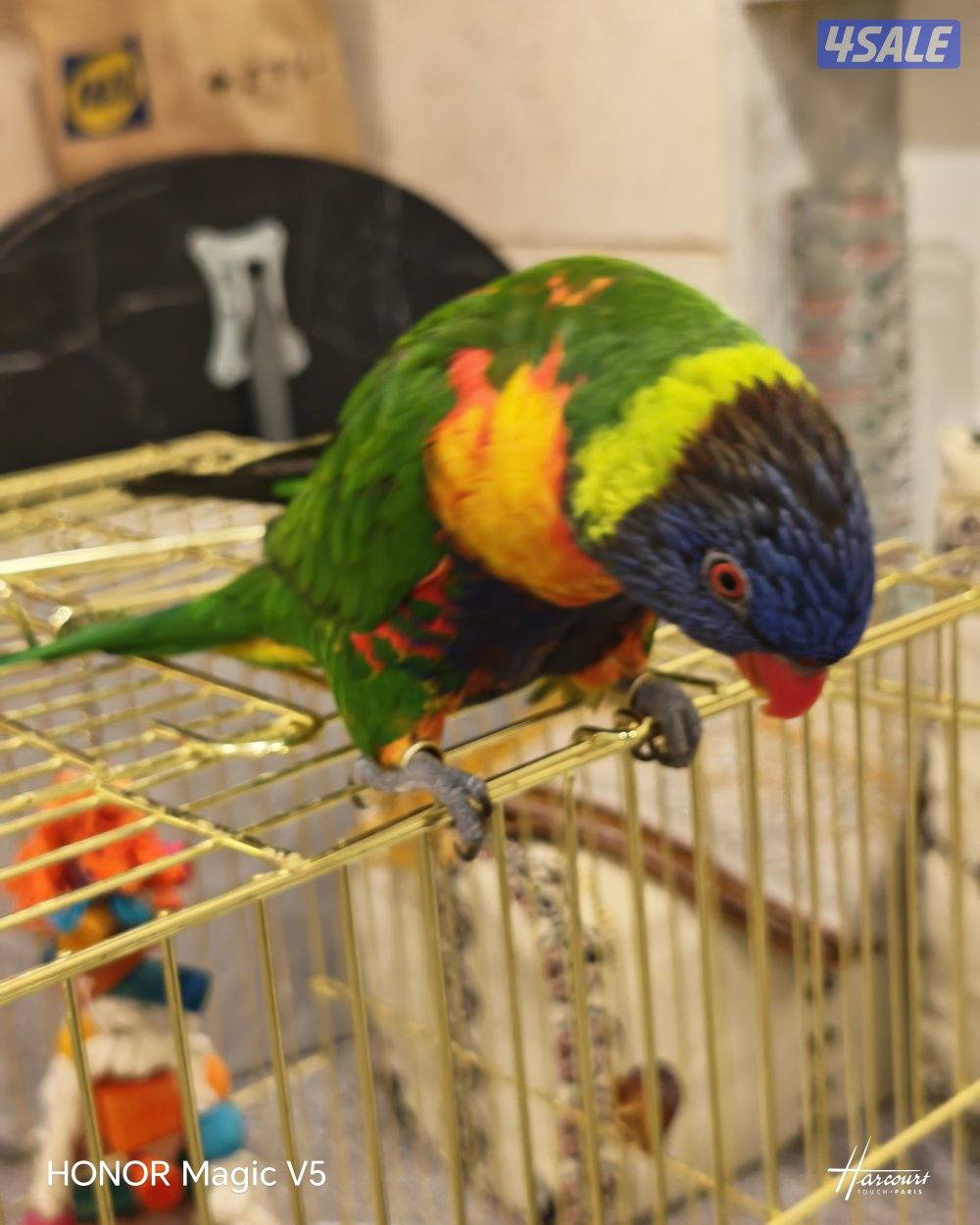 للبيع طير لوري ذكر مواليد 2023 ا1