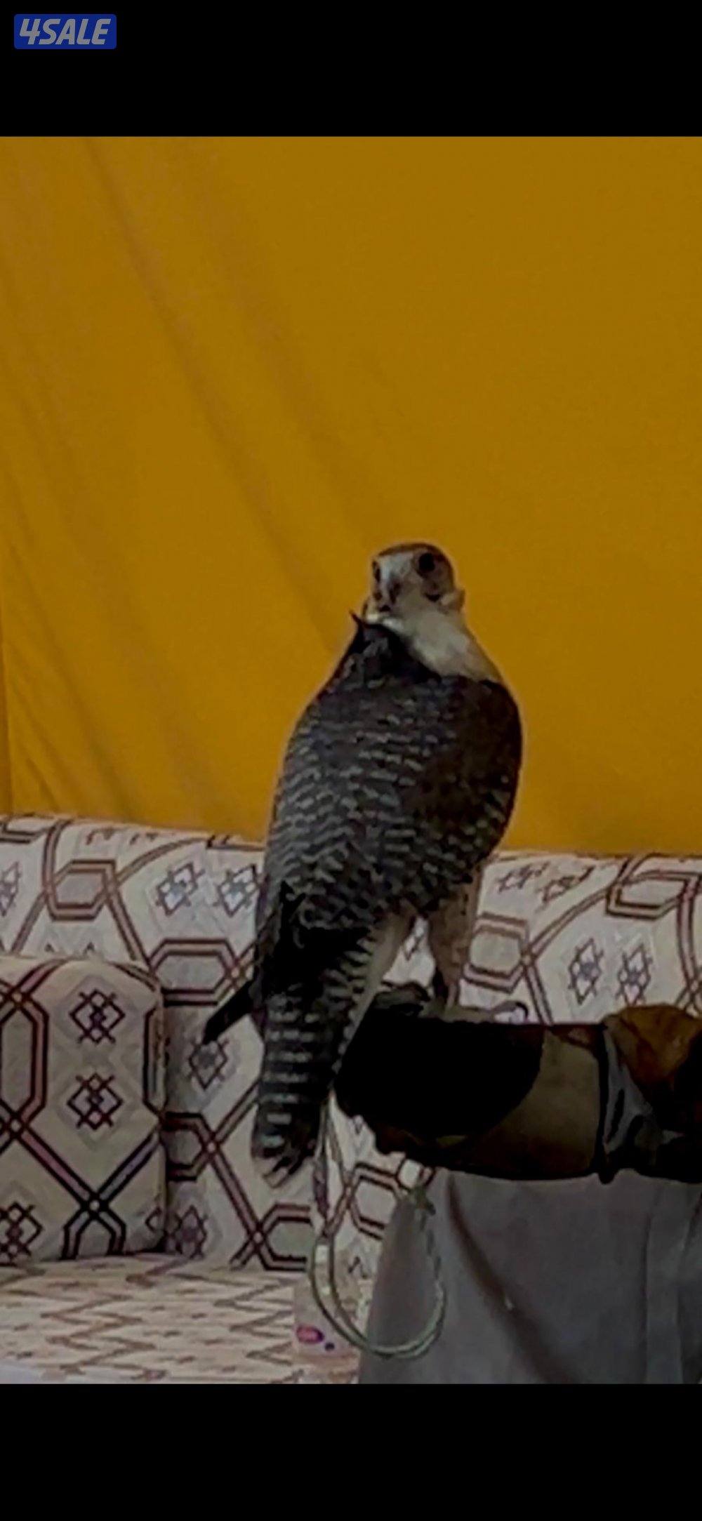 للبيع جير شاهين بكر0