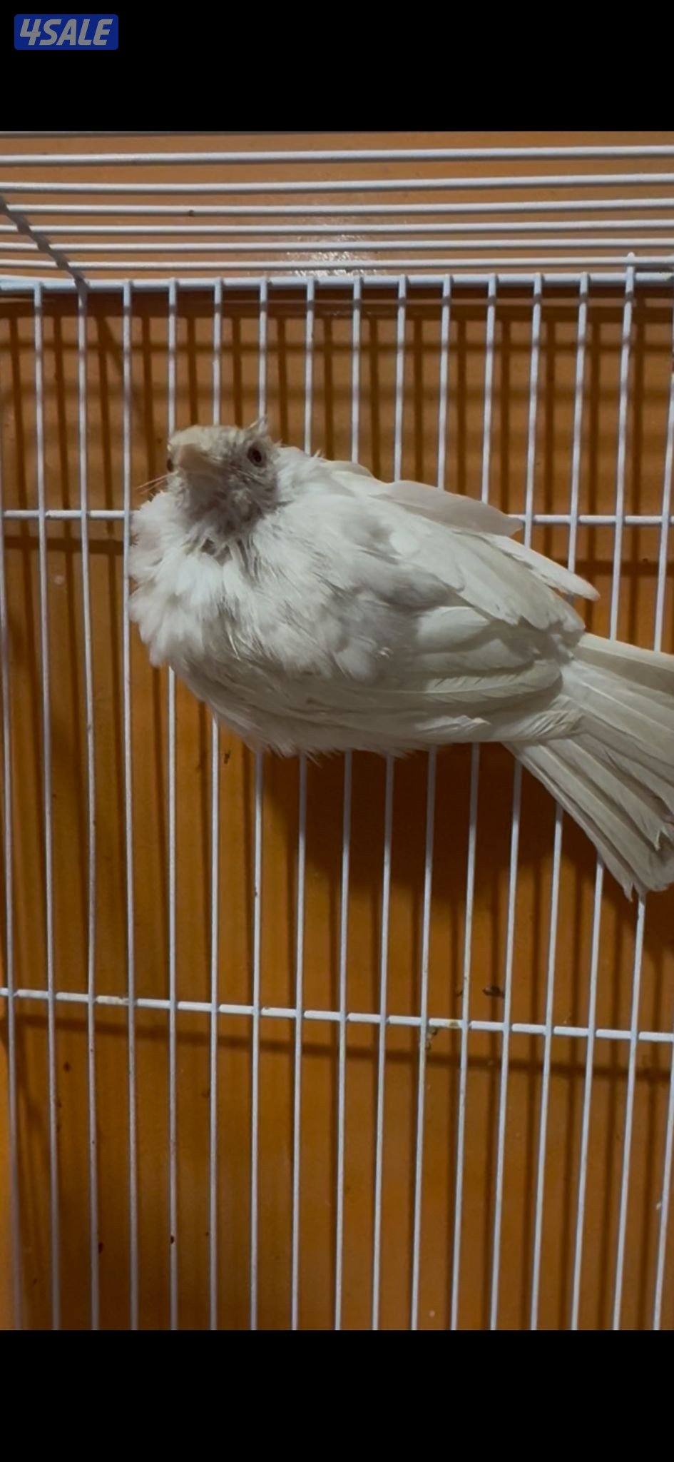 بلبل. ابيض سوشي0