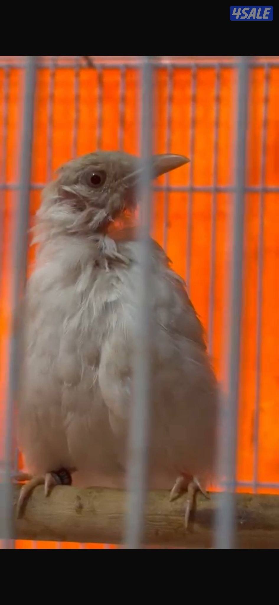 بلبل. ابيض سوشي1