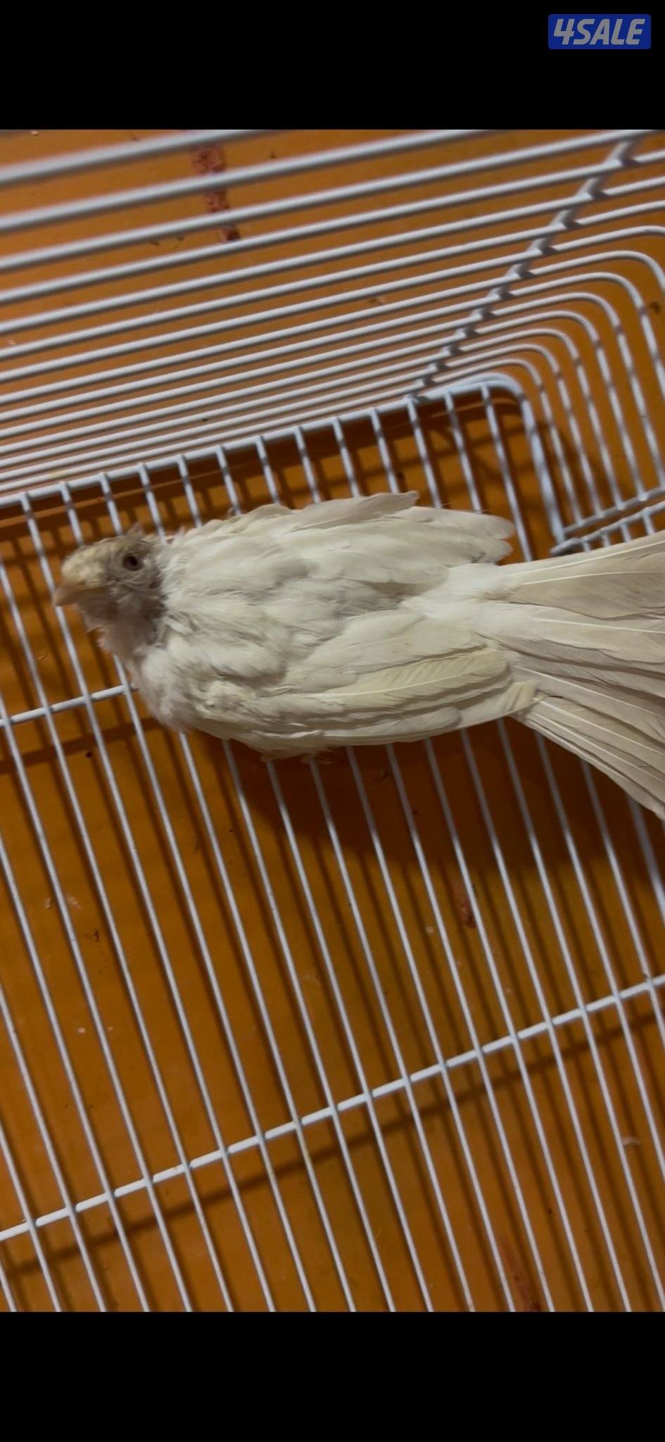 بلبل. ابيض سوشي2