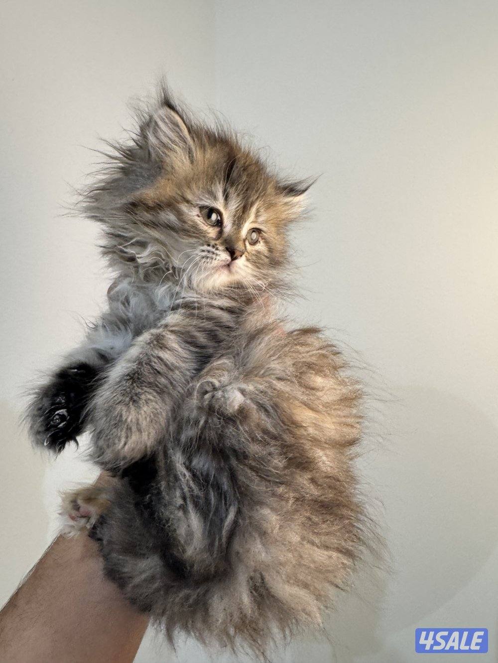 للبيع قطه شيرازيه عمرها شهرين0