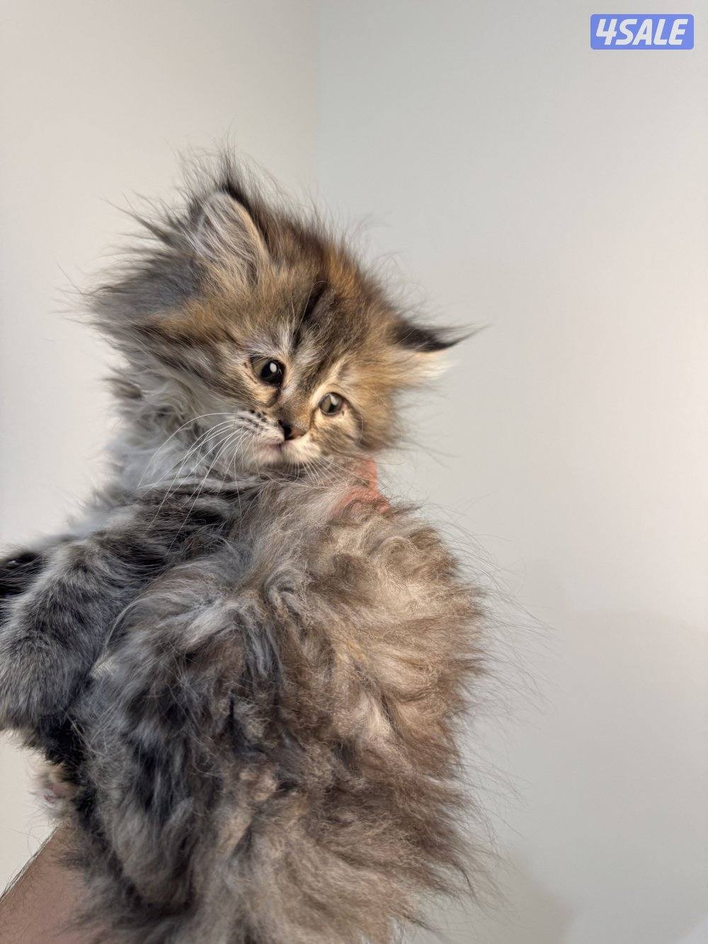 للبيع قطه شيرازيه عمرها شهرين1