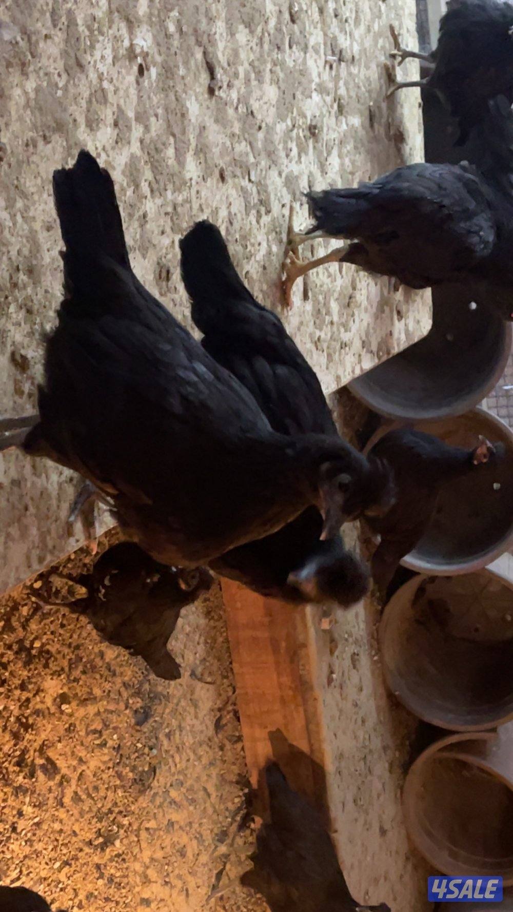 فروخ كبار واحجام طيبة وصحة ممتازة1