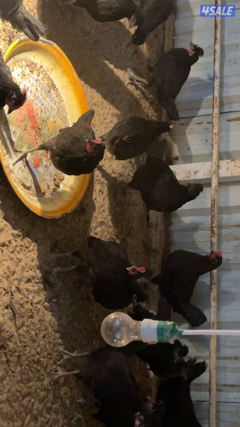 فروخ كبار واحجام طيبة وصحة ممتازة2