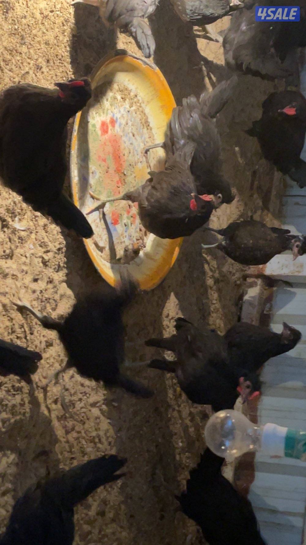 فروخ كبار واحجام طيبة وصحة ممتازة3