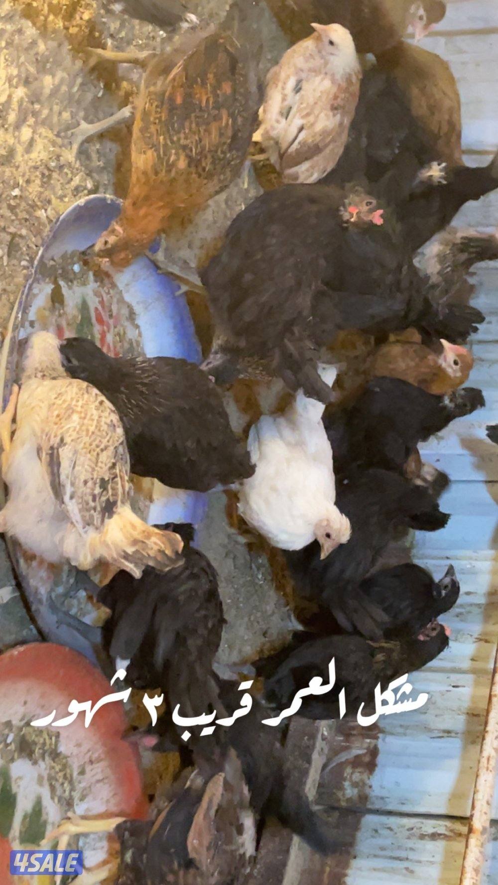 فروخ كبار واحجام طيبة وصحة ممتازة4