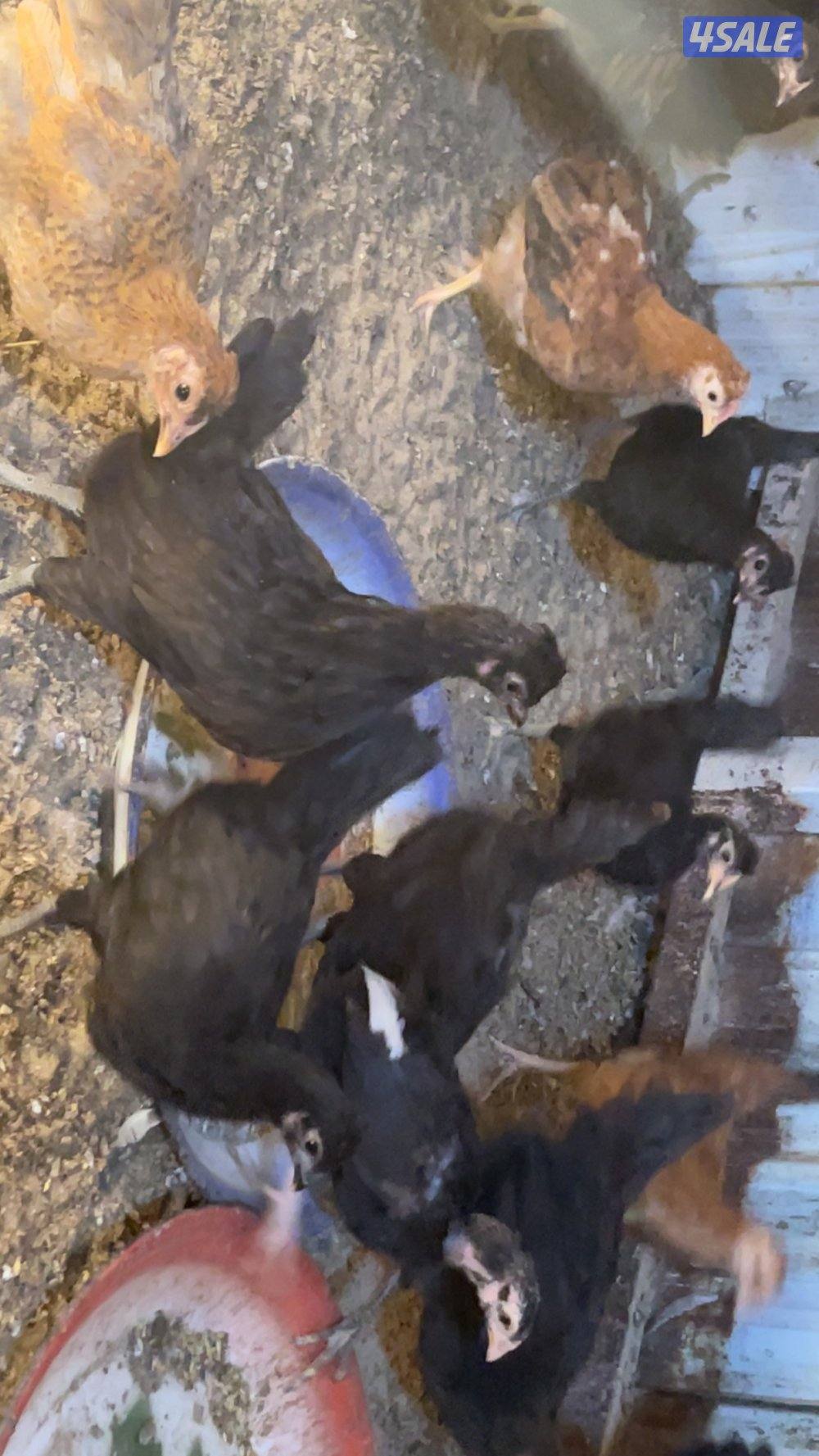 فروخ كبار واحجام طيبة وصحة ممتازة6