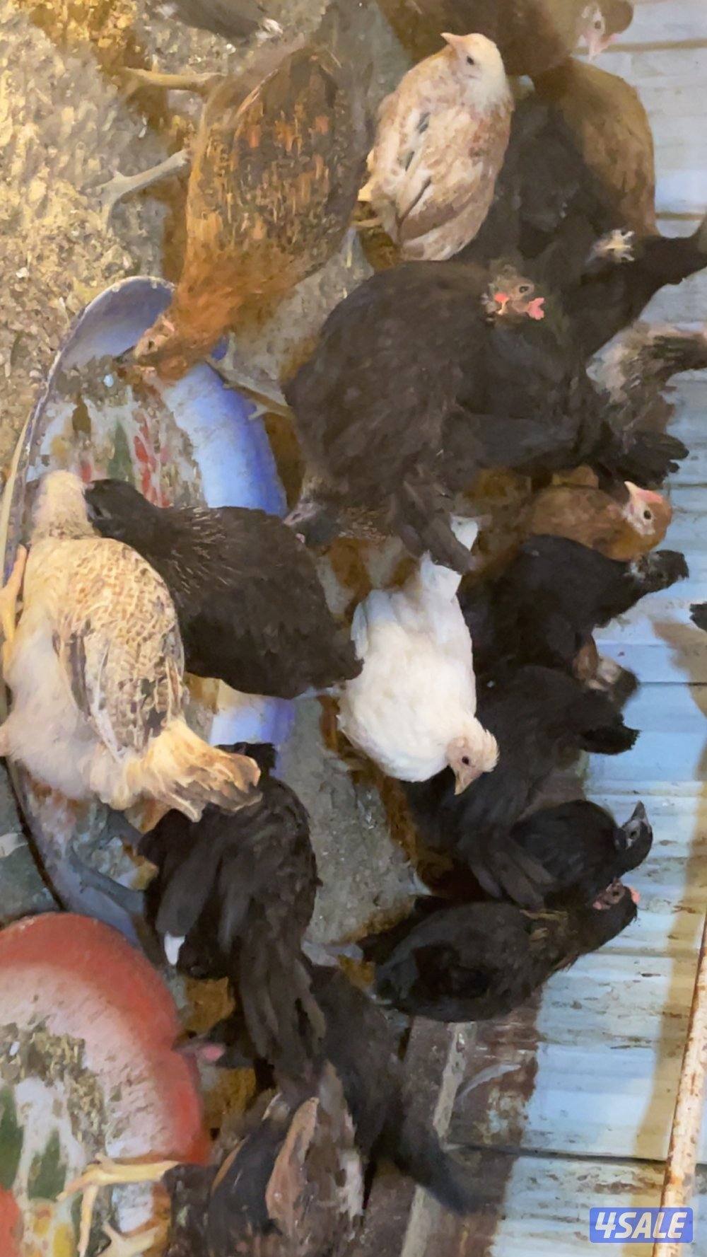 فروخ كبار واحجام طيبة وصحة ممتازة7