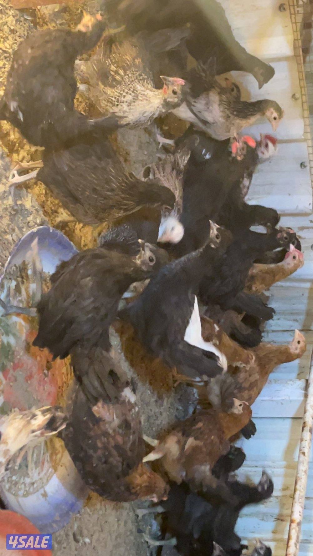 فروخ كبار واحجام طيبة وصحة ممتازة8