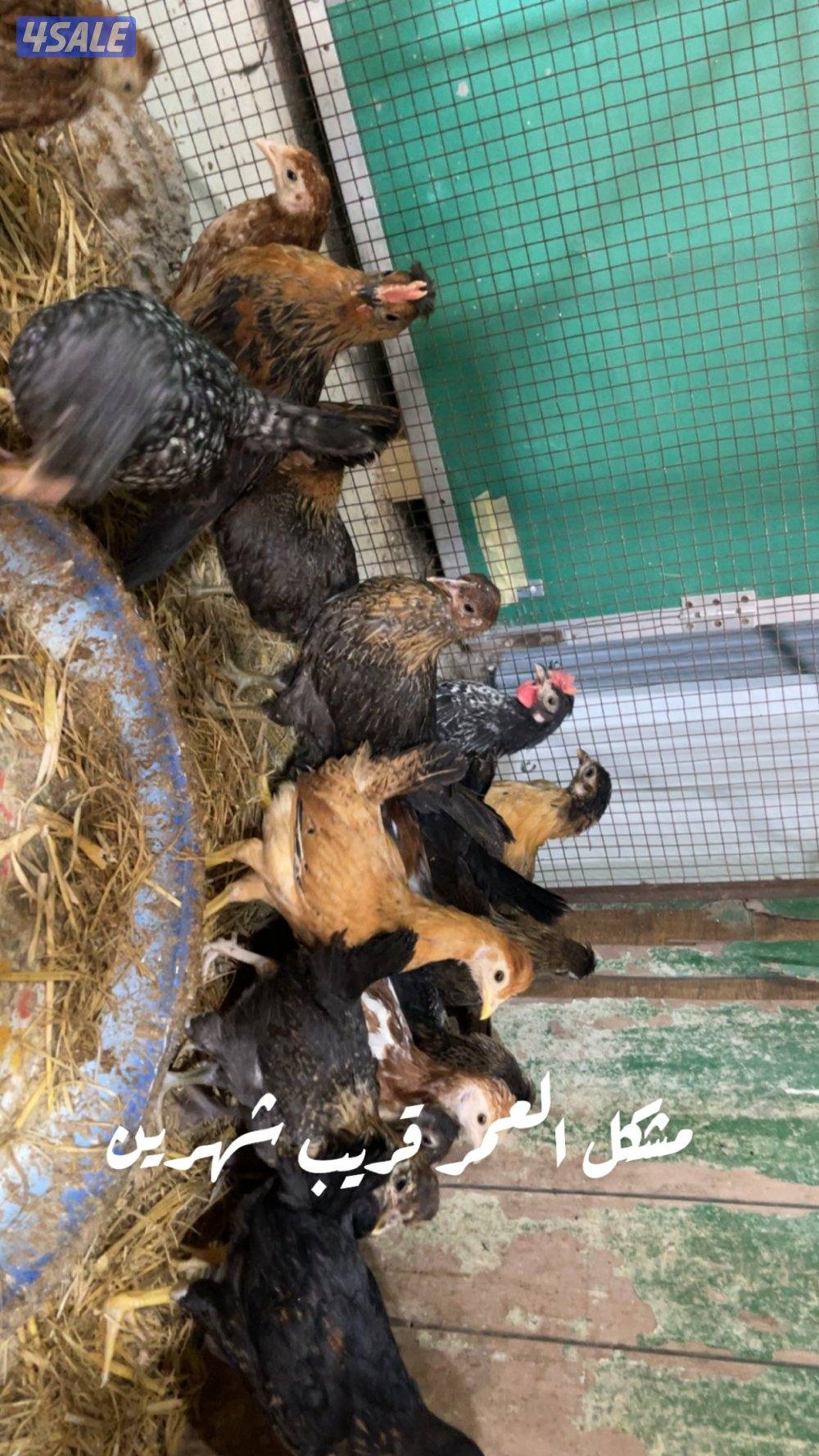 فروخ كبار واحجام طيبة وصحة ممتازة9