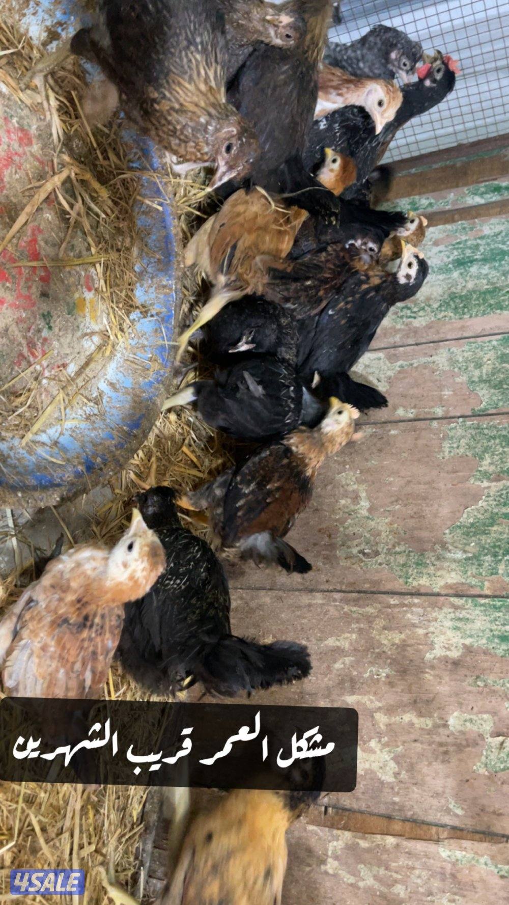 فروخ كبار واحجام طيبة وصحة ممتازة10