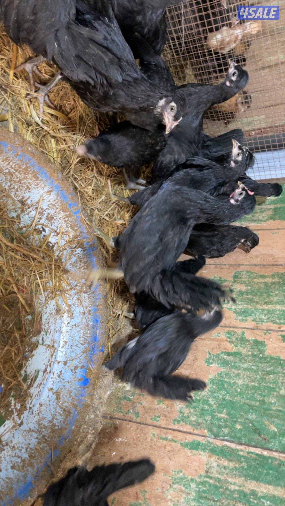 فروخ كبار واحجام طيبة وصحة ممتازة11