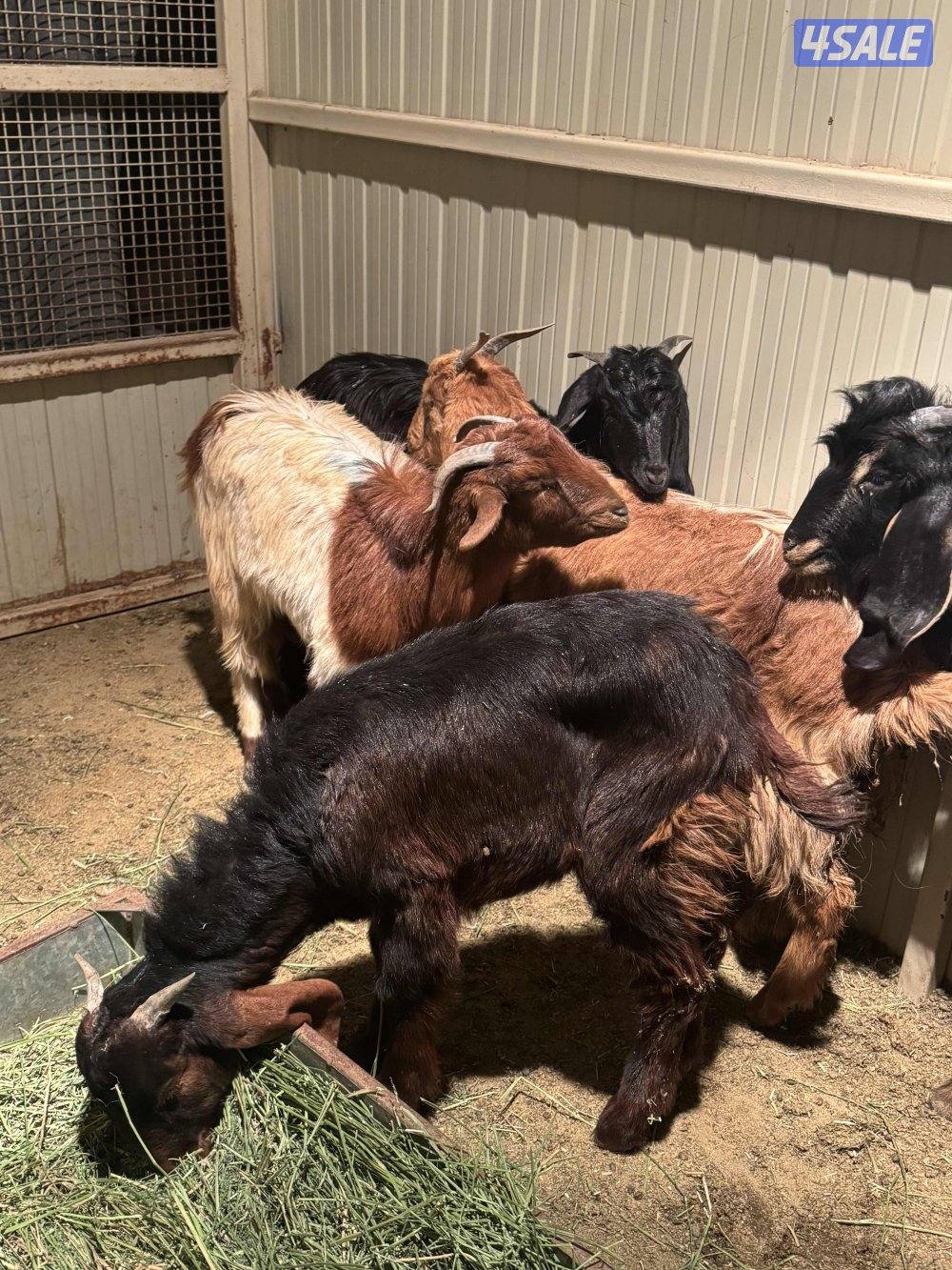 للبيع مكس ماعز ———- قزم وتيوس ومعز سوريه1