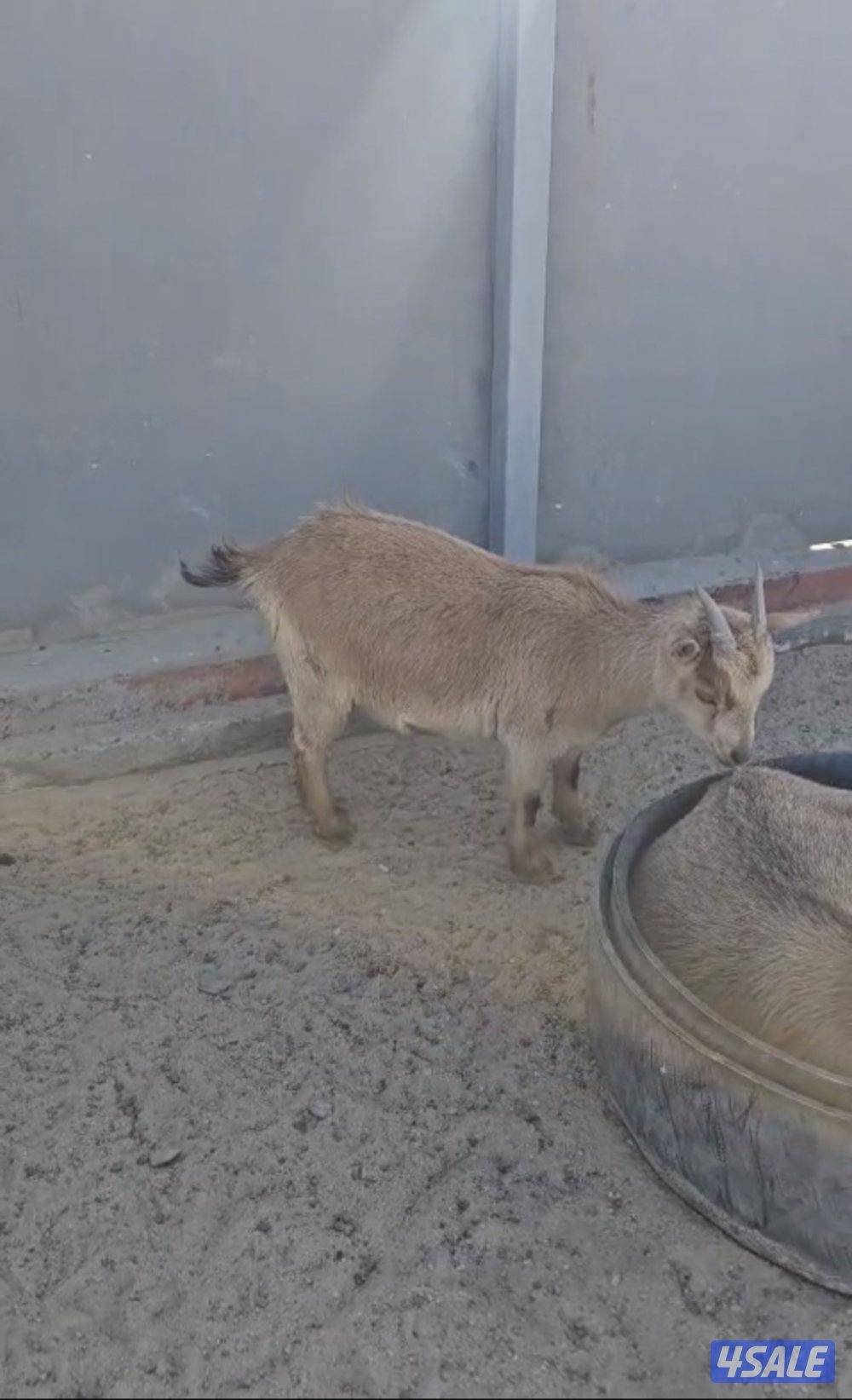 للبيع مكس ماعز ———- قزم وتيوس ومعز سوريه2