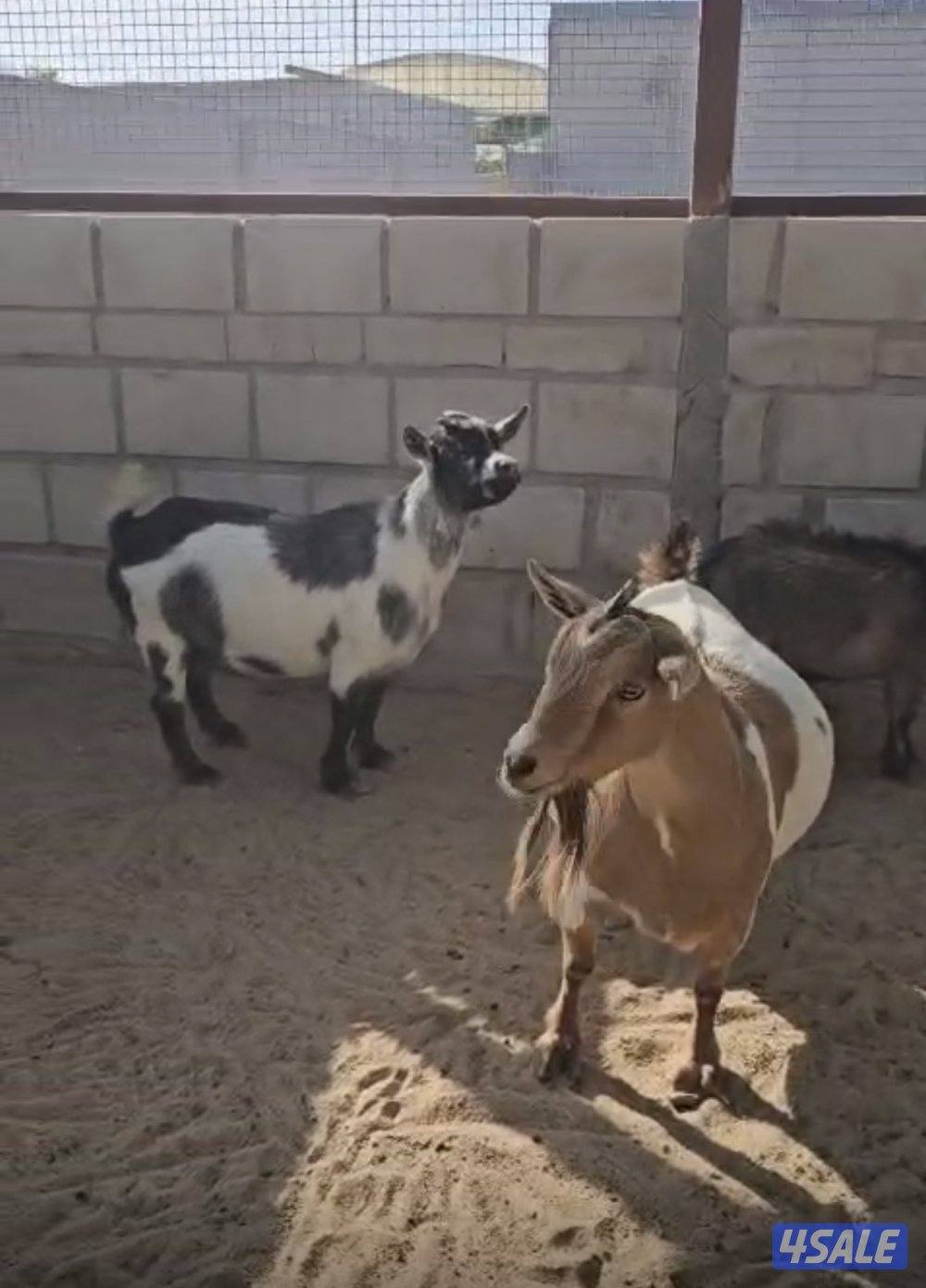 للبيع مكس ماعز ———- قزم وتيوس ومعز سوريه3