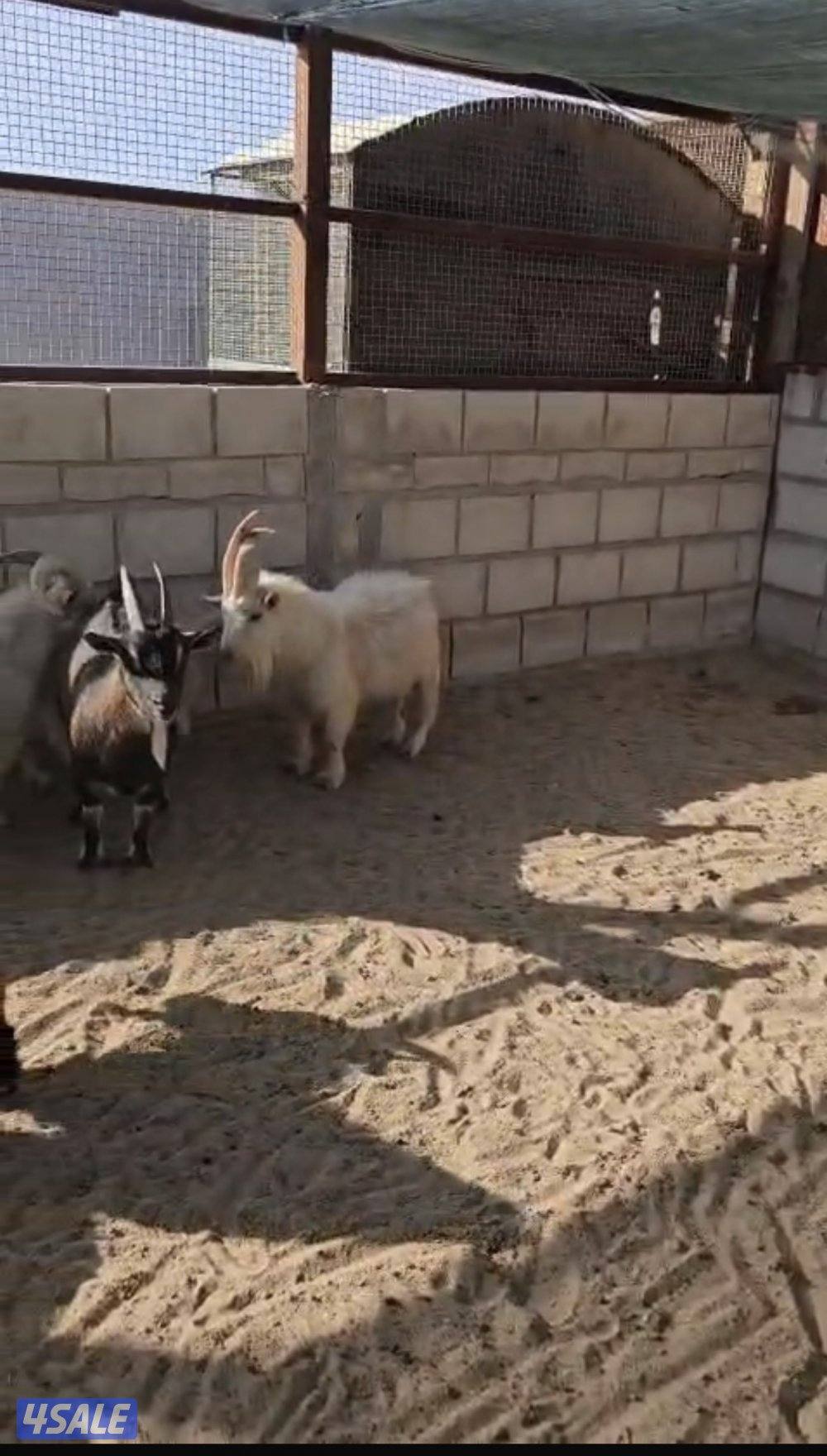 للبيع مكس ماعز ———- قزم وتيوس ومعز سوريه4