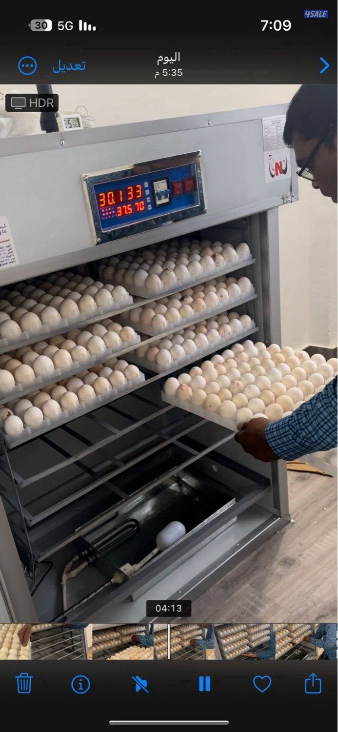 فقاسه استعمال مره واحده ١٠٠٠0