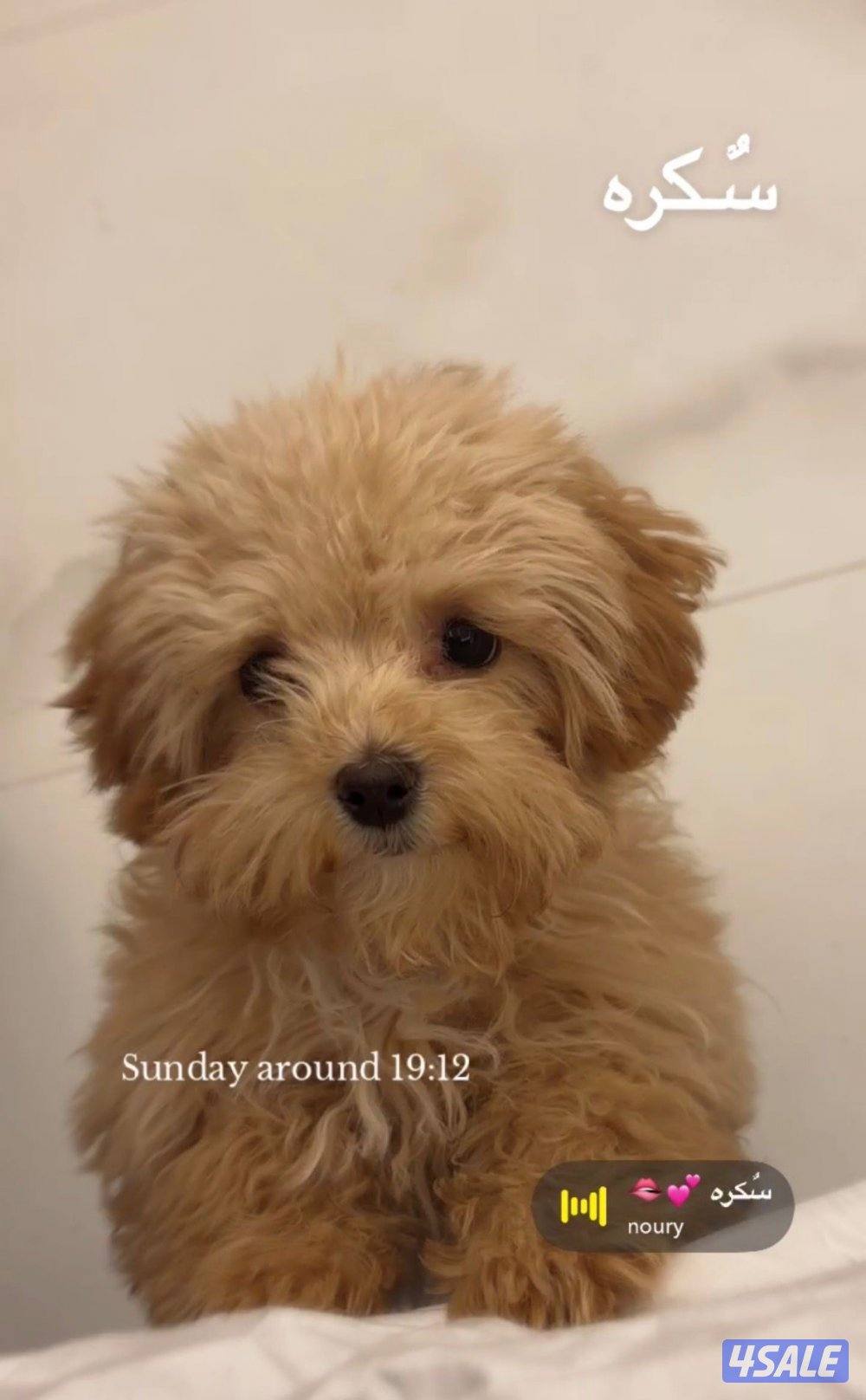 مالتيبو ، نثيه ، 3 شهور ، مطعمة جميع تطعيماتها والدفتر موجود0