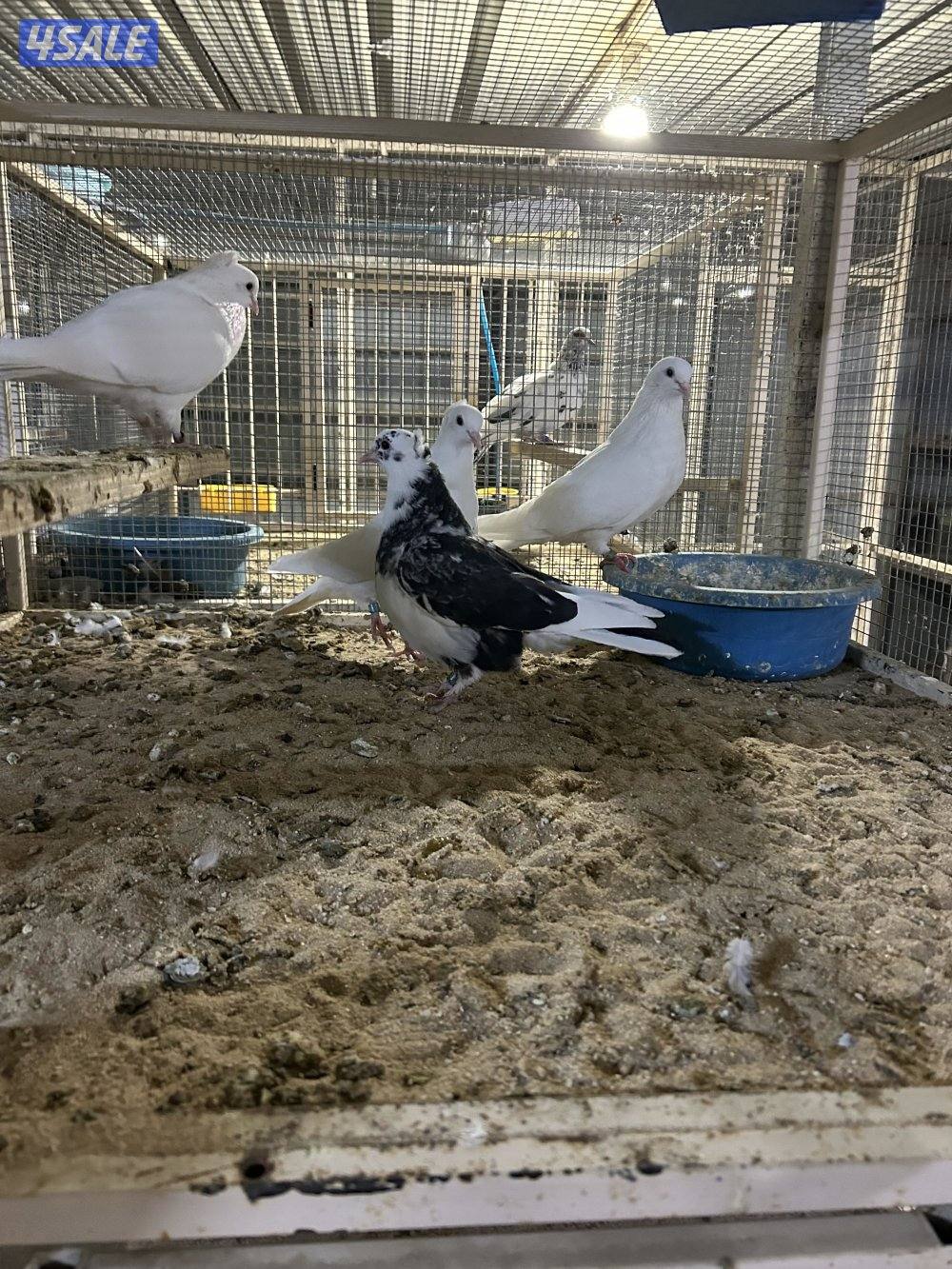 لوت بيض صك وبرق مقنزعين جلب العراق0