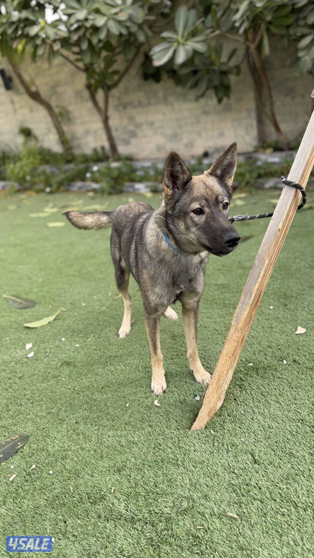 للبيع نثيه جيرمن سيبل1