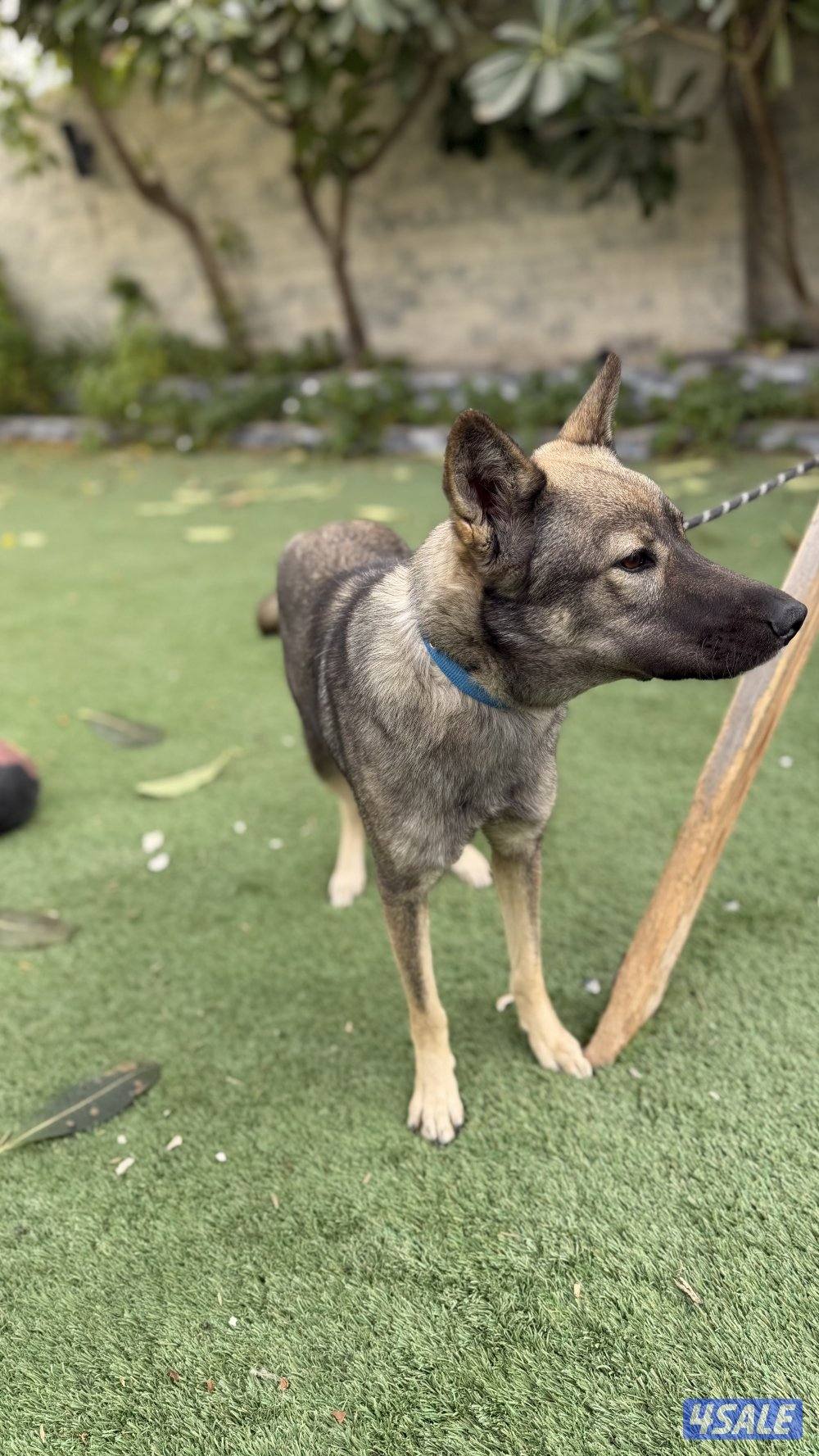 للبيع نثيه جيرمن سيبل2