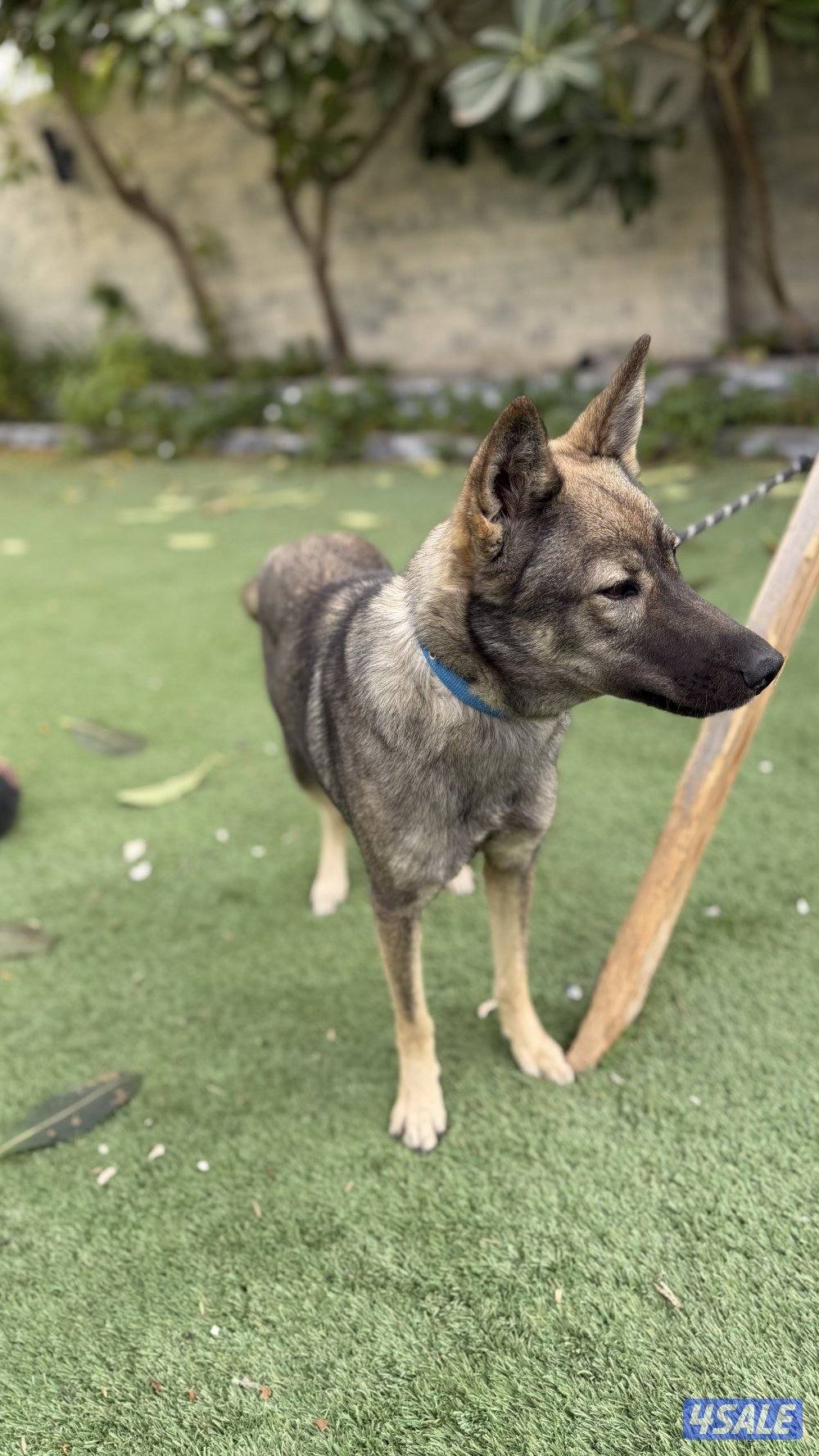 للبيع نثيه جيرمن سيبل3