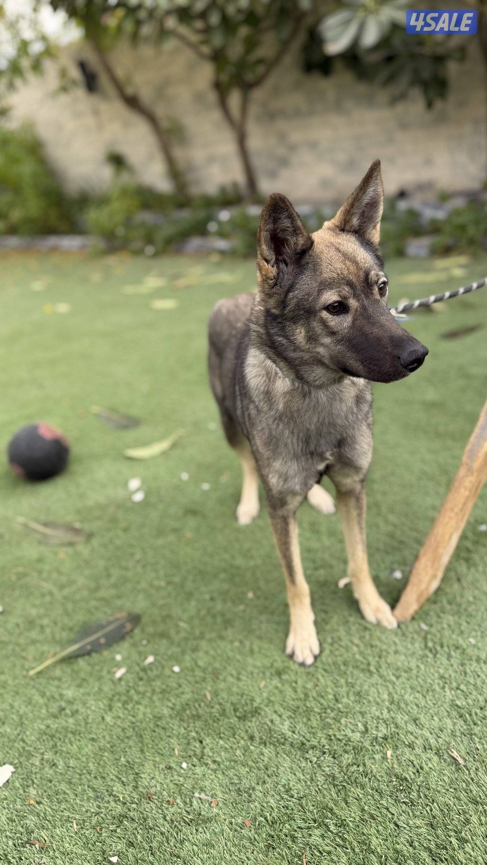 للبيع نثيه جيرمن سيبل4