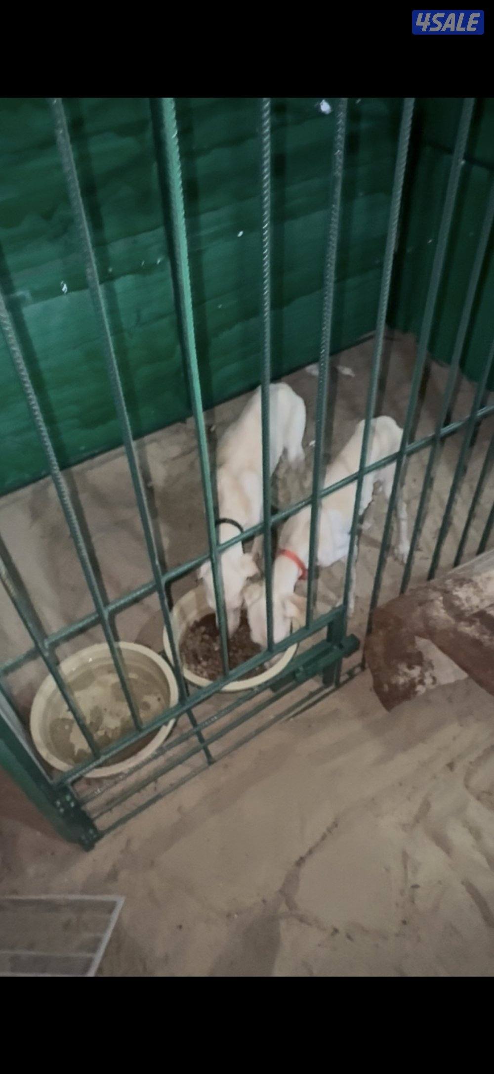 سلق نثيه وذكر العمر ٥شهور0