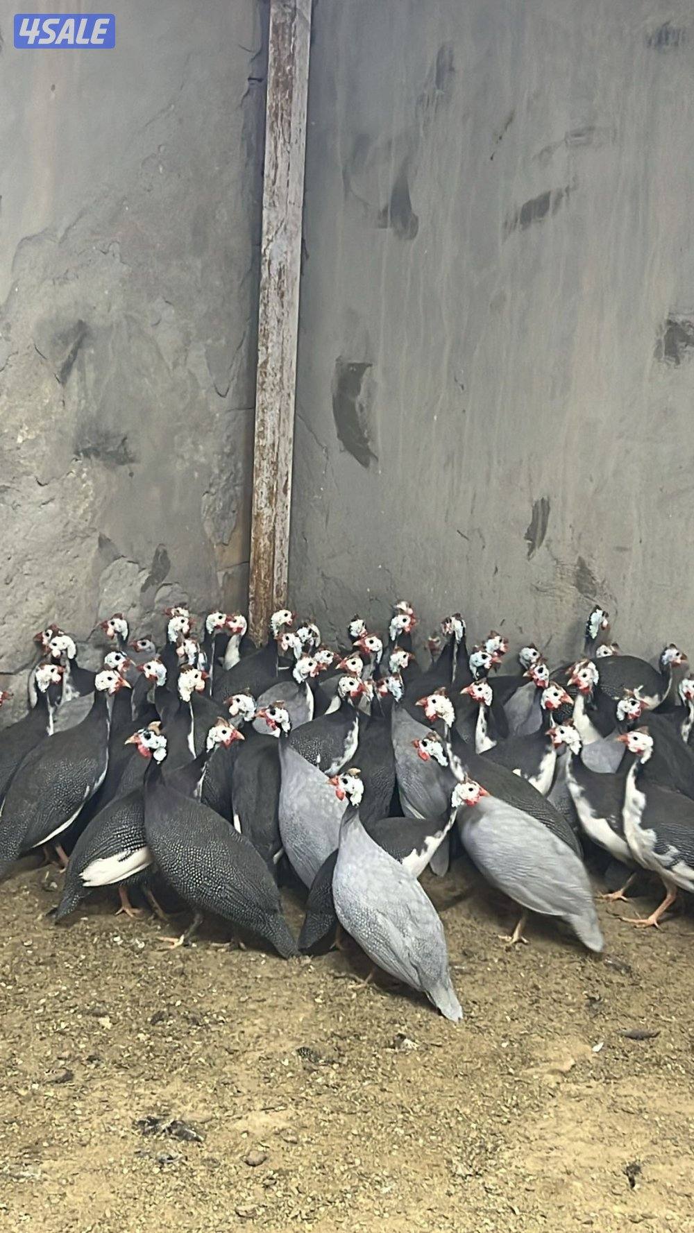 كنتي او خيبر0